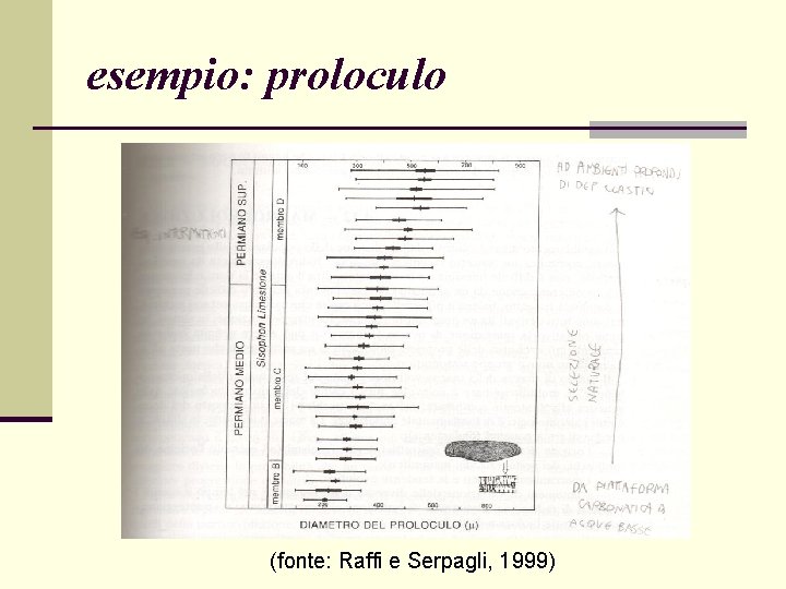 esempio: proloculo (fonte: Raffi e Serpagli, 1999) 