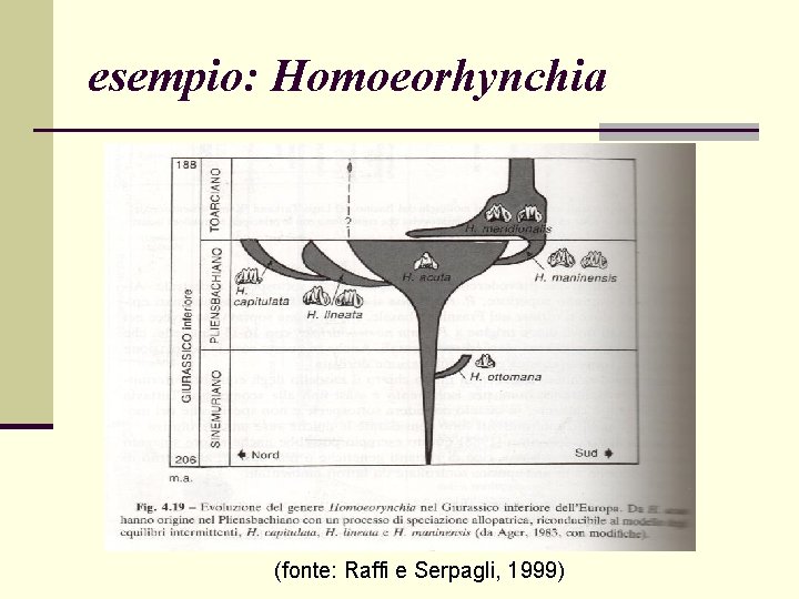 esempio: Homoeorhynchia (fonte: Raffi e Serpagli, 1999) 