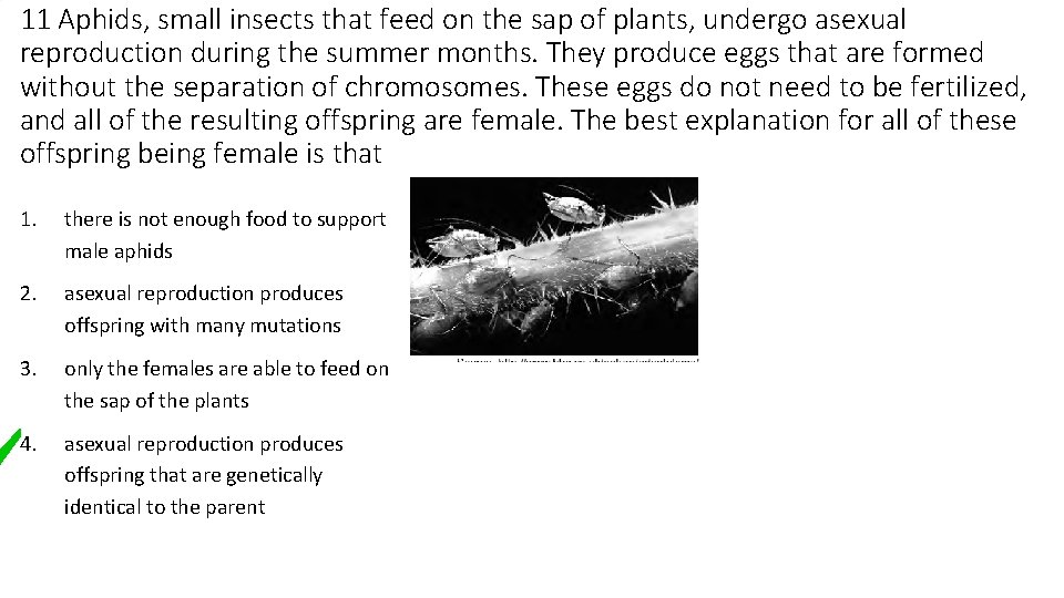 11 Aphids, small insects that feed on the sap of plants, undergo asexual reproduction