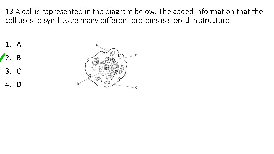 13 A cell is represented in the diagram below. The coded information that the