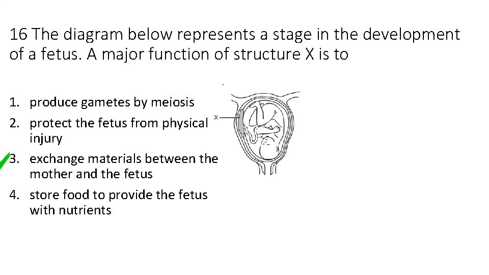 16 The diagram below represents a stage in the development of a fetus. A