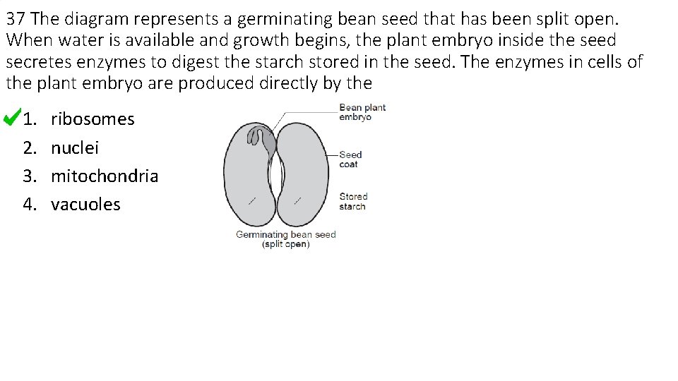 37 The diagram represents a germinating bean seed that has been split open. When