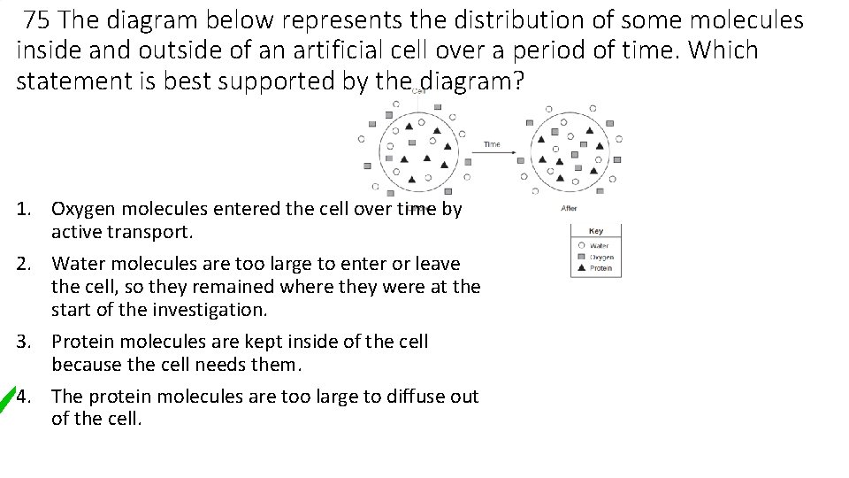 75 The diagram below represents the distribution of some molecules inside and outside of