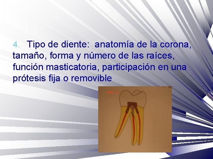 4. Tipo de diente: anatomía de la corona, tamaño, forma y número de las