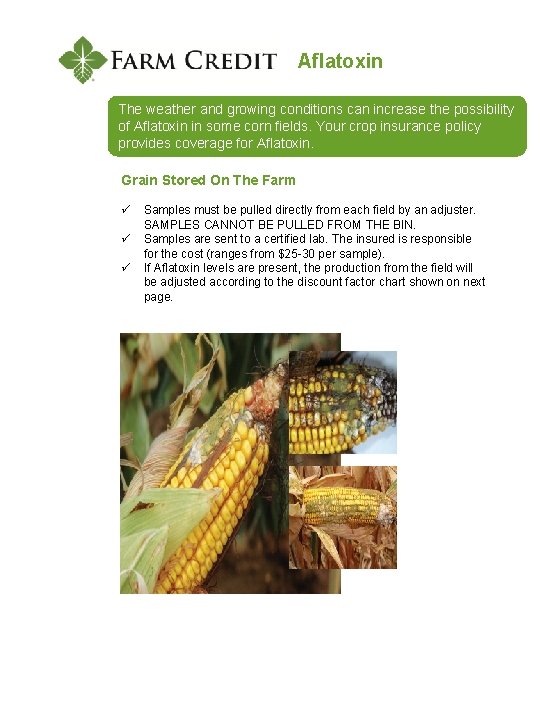 Aflatoxin The weather and growing conditions can increase the possibility of Aflatoxin in some