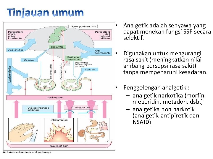  • Analgetik adalah senyawa yang dapat menekan fungsi SSP secara selektif. • Digunakan