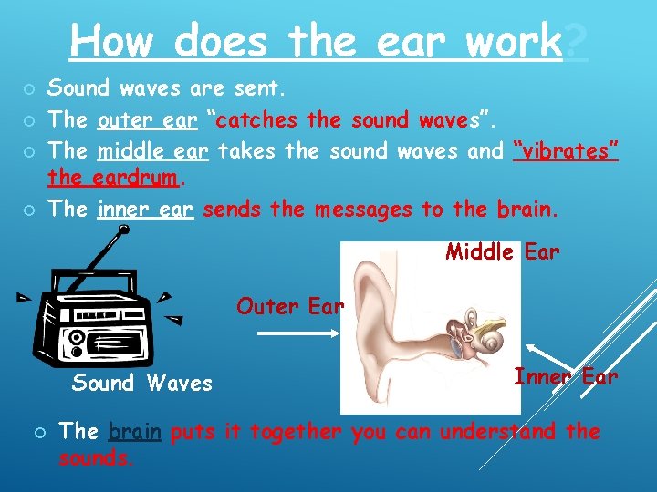 How does the ear work? ¡ ¡ Sound waves are sent. The outer ear