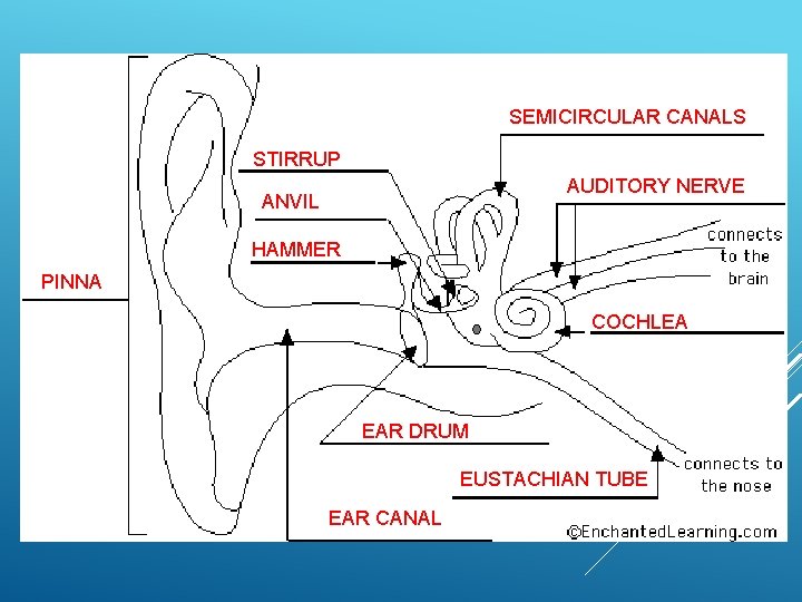 SEMICIRCULAR CANALS STIRRUP AUDITORY NERVE ANVIL HAMMER PINNA COCHLEA EAR DRUM EUSTACHIAN TUBE EAR