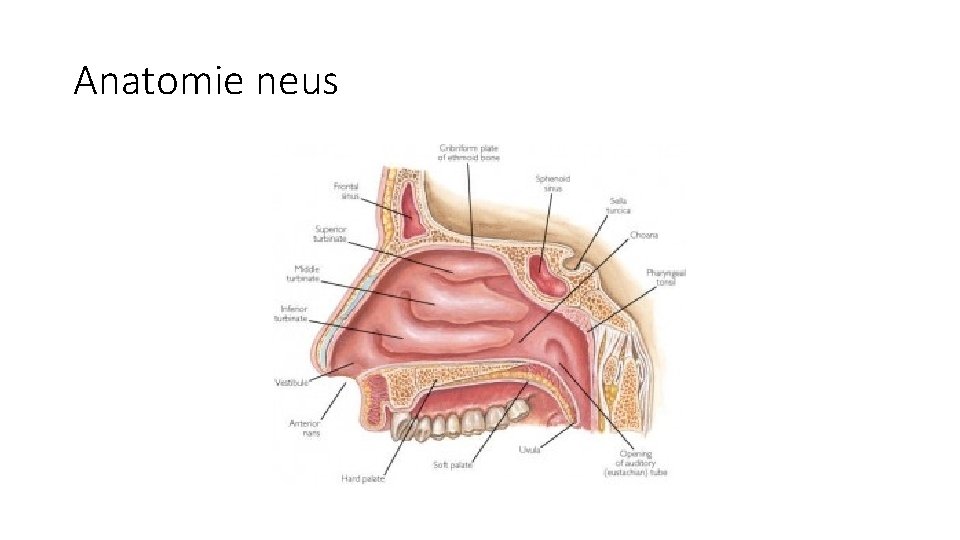 Anatomie neus Anatomie neus
