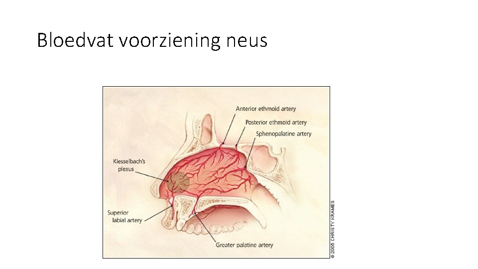 Bloedvat voorziening neus Bloedvat voorziening neus