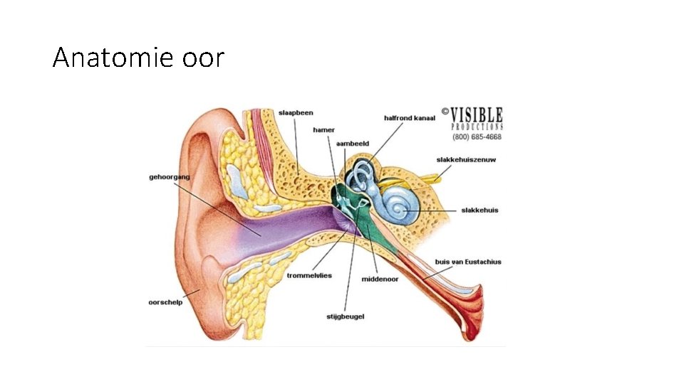 Anatomie oor Anatomie oor