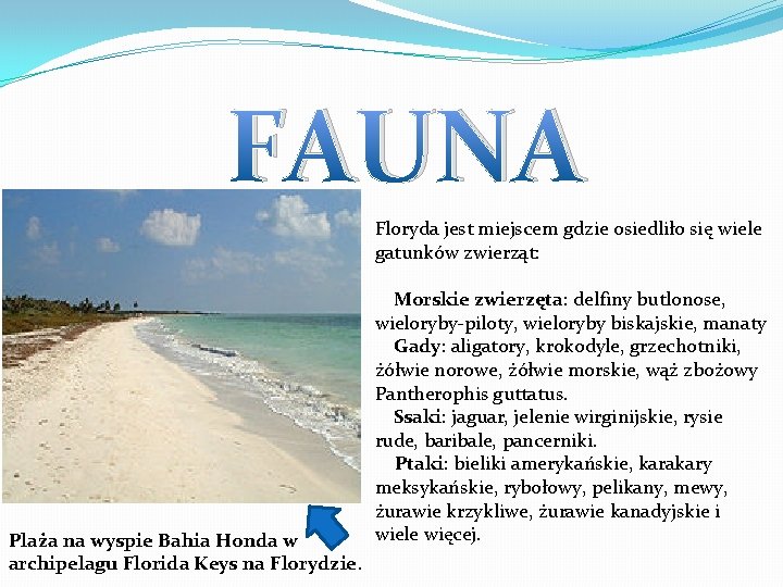 FAUNA Floryda jest miejscem gdzie osiedliło się wiele gatunków zwierząt: Plaża na wyspie Bahia