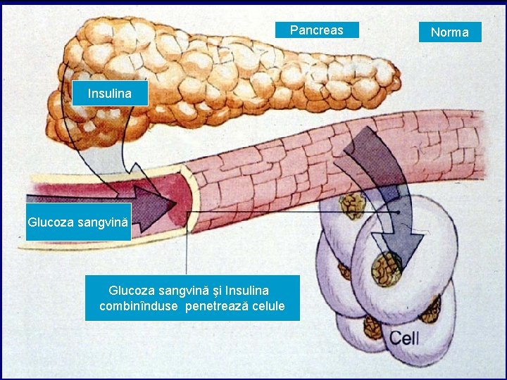 Pancreas Insulina Glucoza sangvină şi Insulina combinînduse penetrează celule Norma Pancreas Insulina Glucoza sangvină şi Insulina combinînduse penetrează celule Norma