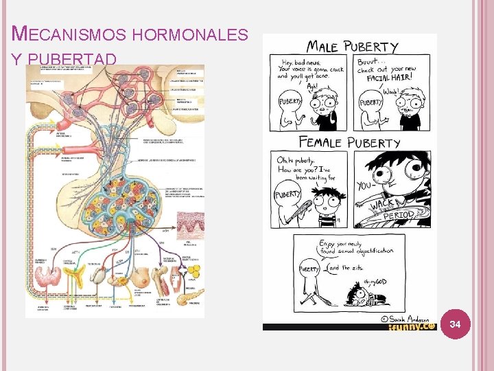 MECANISMOS HORMONALES Y PUBERTAD 34 