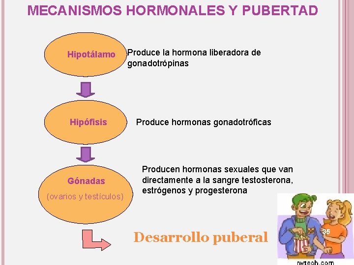 MECANISMOS HORMONALES Y PUBERTAD Hipotálamo Hipófisis Gónadas (ovarios y testículos) Produce la hormona liberadora