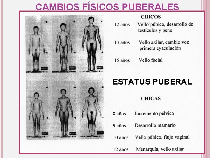 CAMBIOS FÍSICOS PUBERALES ESTATUS PUBERAL 37 
