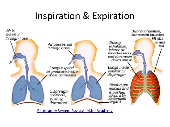 Inspiration & Expiration Respiratory System Review - Kahn Academy 