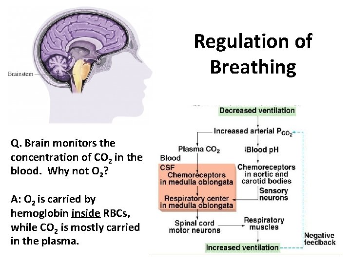 Regulation of Breathing Q. Brain monitors the concentration of CO 2 in the blood.