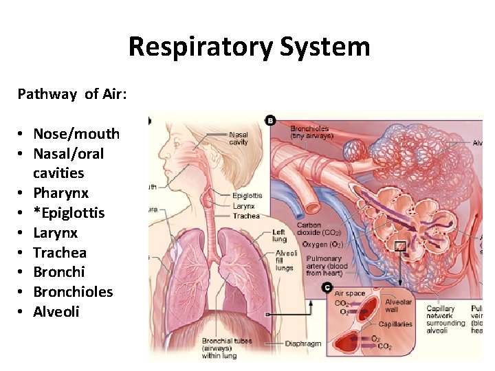 Respiratory System Pathway of Air: • Nose/mouth • Nasal/oral cavities • Pharynx • *Epiglottis