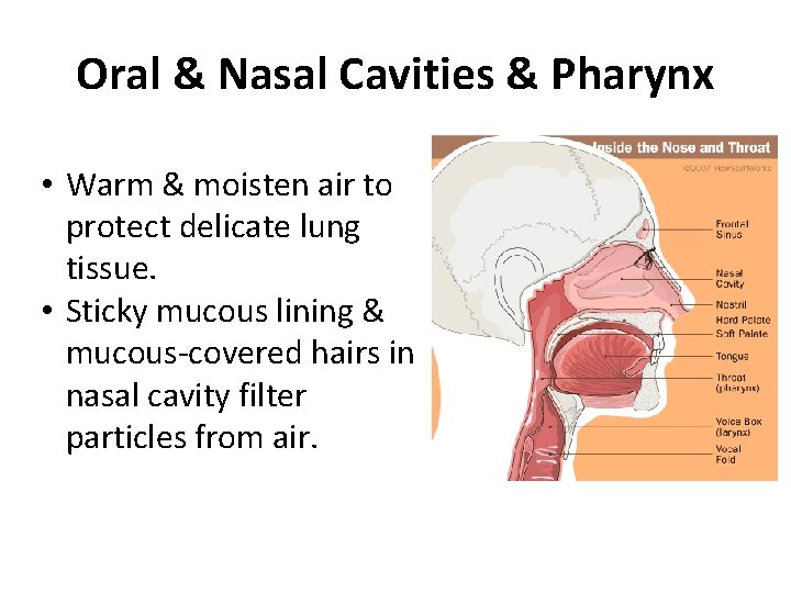 Oral & Nasal Cavities & Pharynx • Warm & moisten air to protect delicate
