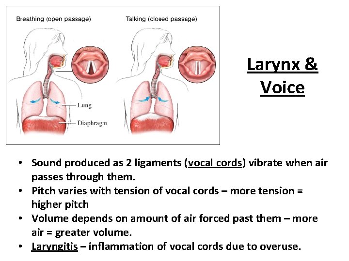 Larynx & Voice • Sound produced as 2 ligaments (vocal cords) vibrate when air