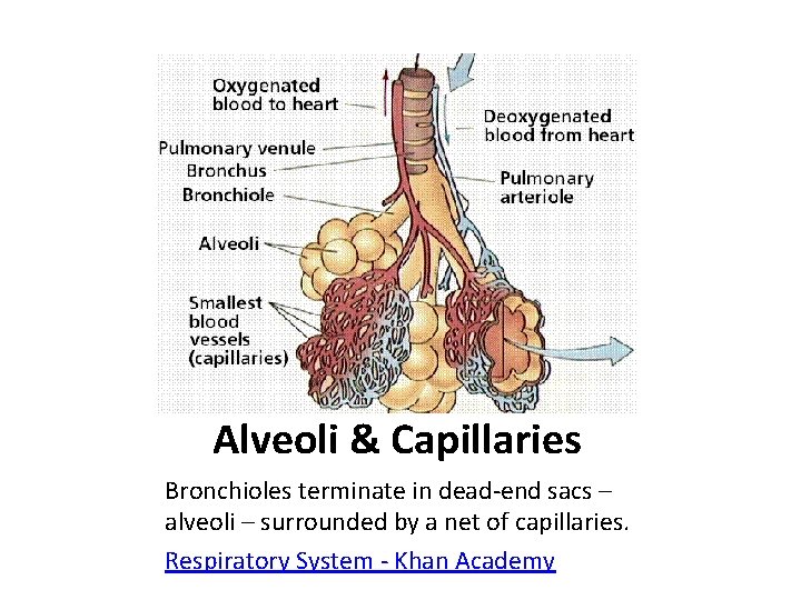 Alveoli & Capillaries Bronchioles terminate in dead-end sacs – alveoli – surrounded by a