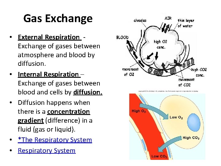 Gas Exchange • External Respiration Exchange of gases between atmosphere and blood by diffusion.