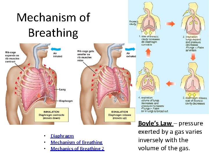 Mechanism of Breathing • Diaphragm • Mechanism of Breathing • Mechanics of Breathing 2