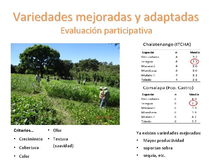 Variedades mejoradas y adaptadas Evaluación participativa Criterios… • Olor • Crecimiento • Textura (suavidad)