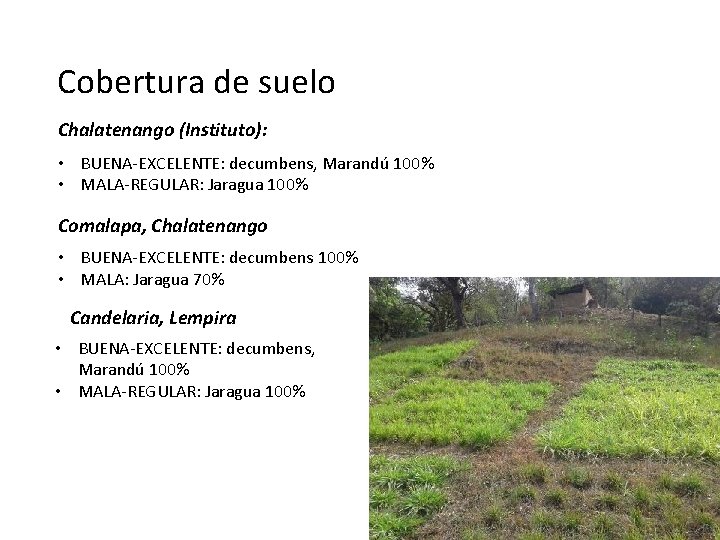 Cobertura de suelo Chalatenango (Instituto): • BUENA-EXCELENTE: decumbens, Marandú 100% • MALA-REGULAR: Jaragua 100%