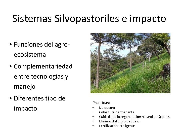 Sistemas Silvopastoriles e impacto • Funciones del agroecosistema • Complementariedad entre tecnologías y manejo