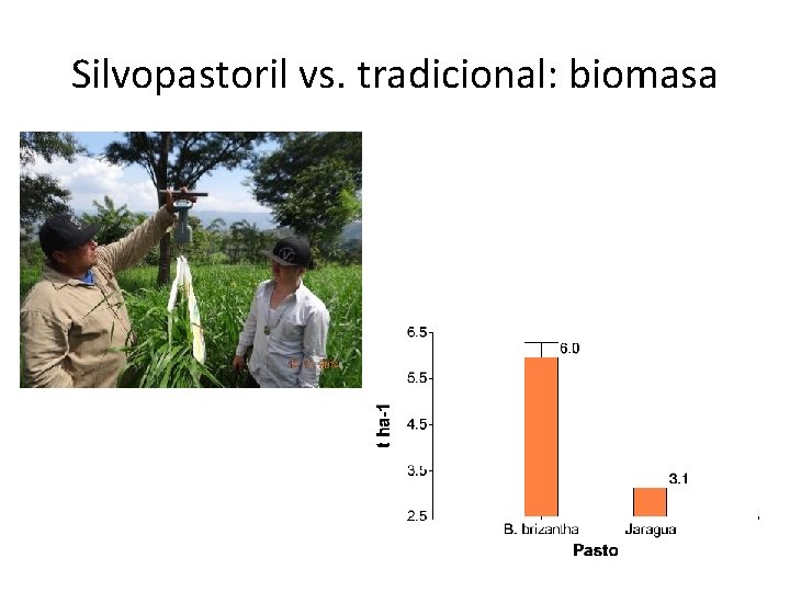 Silvopastoril vs. tradicional: biomasa 