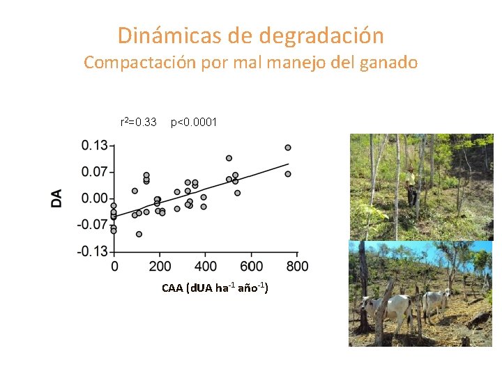 Dinámicas de degradación Compactación por mal manejo del ganado r 2=0. 33 p<0. 0001