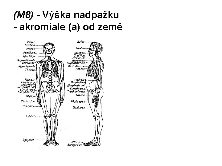 (M 8) - Výška nadpažku - akromiale (a) od země 