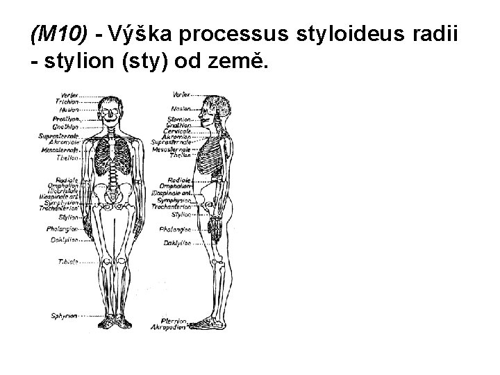 (M 10) - Výška processus styloideus radii - stylion (sty) od země. 