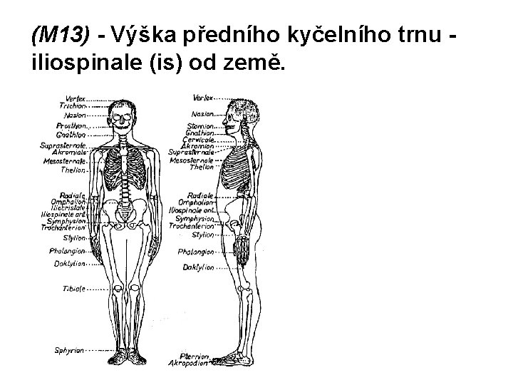 (M 13) - Výška předního kyčelního trnu iliospinale (is) od země. 