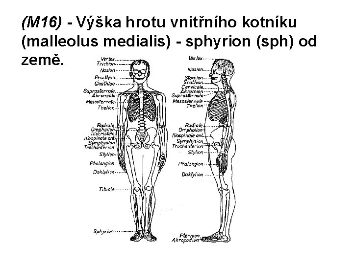 (M 16) - Výška hrotu vnitřního kotníku (malleolus medialis) - sphyrion (sph) od země.