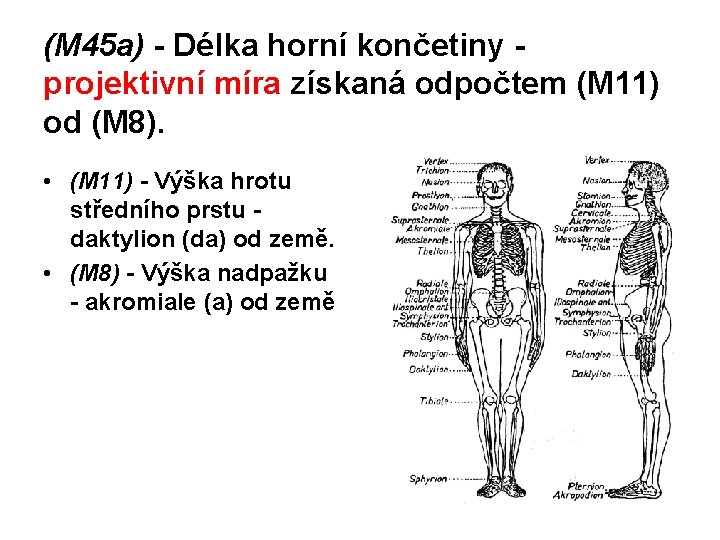 (M 45 a) - Délka horní končetiny projektivní míra získaná odpočtem (M 11) od