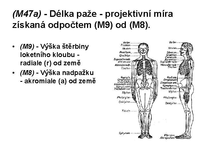 (M 47 a) - Délka paže - projektivní míra získaná odpočtem (M 9) od