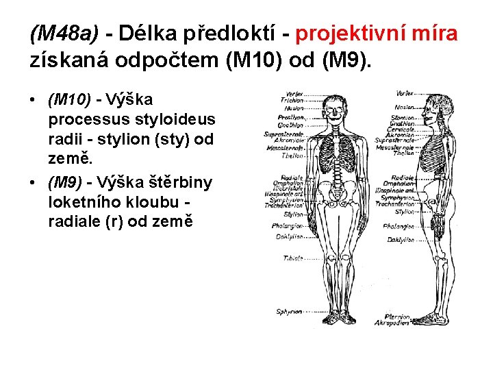 (M 48 a) - Délka předloktí - projektivní míra získaná odpočtem (M 10) od