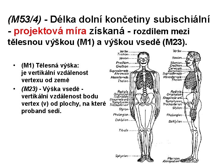 (M 53/4) - Délka dolní končetiny subischiální - projektová míra získaná - rozdílem mezi