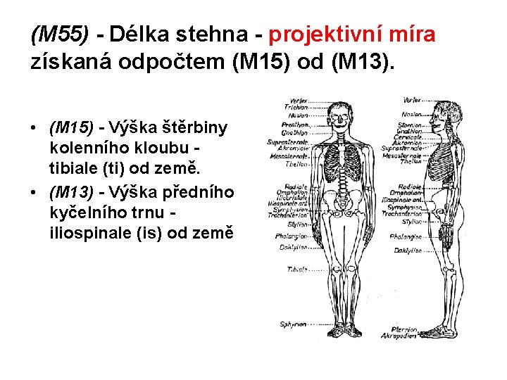 (M 55) - Délka stehna - projektivní míra získaná odpočtem (M 15) od (M