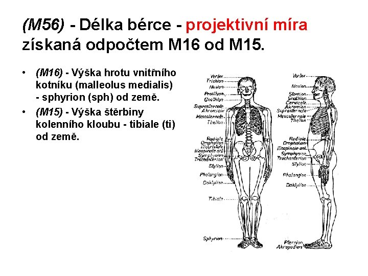 (M 56) - Délka bérce - projektivní míra získaná odpočtem M 16 od M