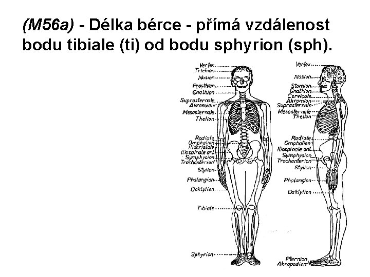 (M 56 a) - Délka bérce - přímá vzdálenost bodu tibiale (ti) od bodu