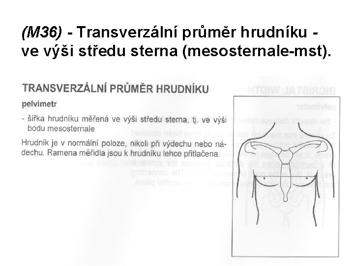 (M 36) - Transverzální průměr hrudníku ve výši středu sterna (mesosternale-mst). 