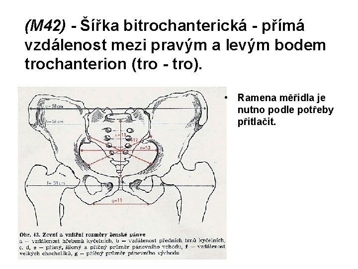 (M 42) - Šířka bitrochanterická - přímá vzdálenost mezi pravým a levým bodem trochanterion