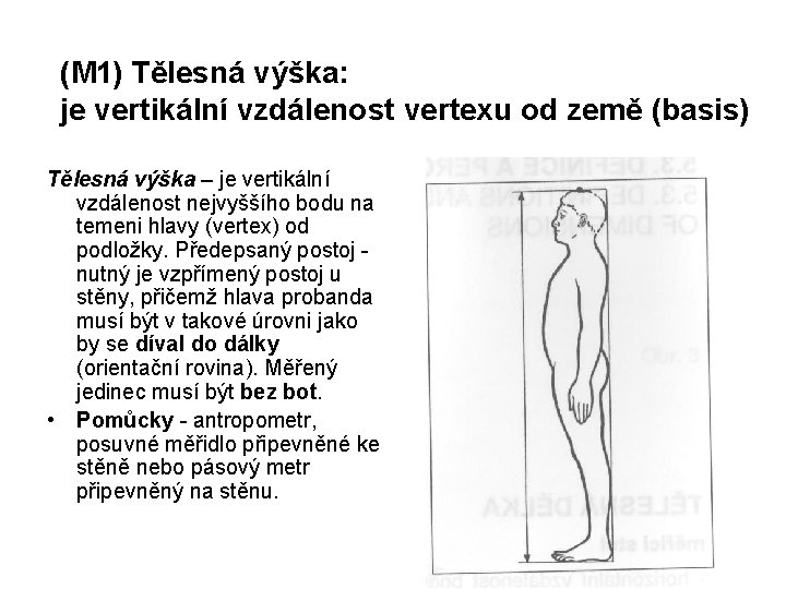 (M 1) Tělesná výška: je vertikální vzdálenost vertexu od země (basis) Tělesná výška –