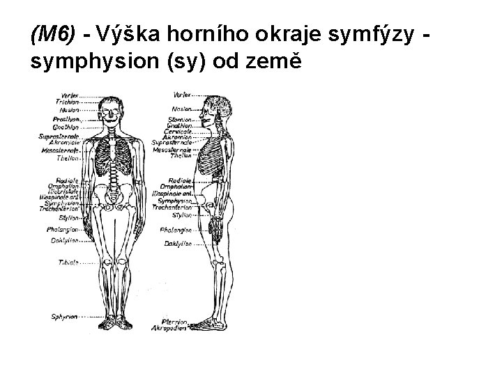 (M 6) - Výška horního okraje symfýzy symphysion (sy) od země 