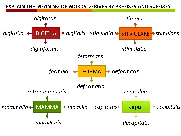 EXPLAIN THE MEANING OF WORDS DERIVES BY PREFIXES AND SUFFIXES digitatus digitatio DIGITUS stimulus