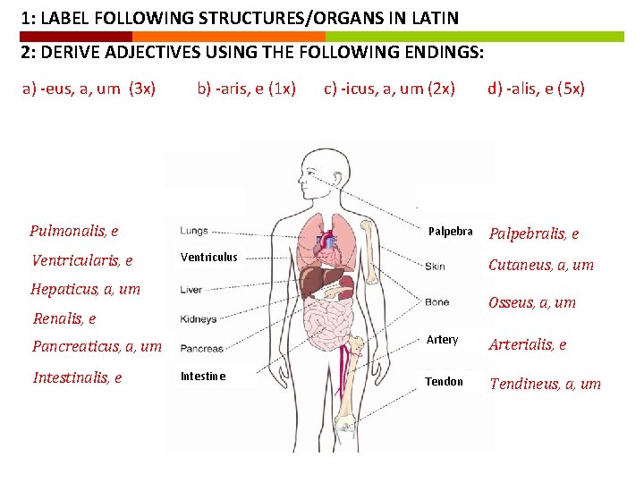 1: LABEL FOLLOWING STRUCTURES/ORGANS IN LATIN 2: DERIVE ADJECTIVES USING THE FOLLOWING ENDINGS: a)